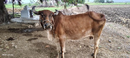 વેસવાની.હે