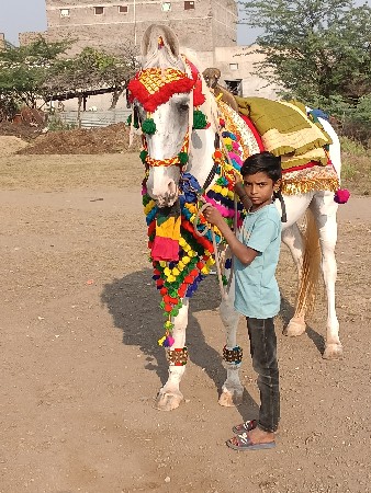 ઘોડી વેચવાની છે