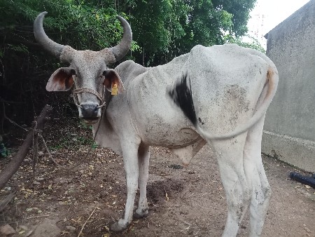 vachdo vechvano che