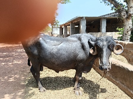 વેસવાની સે