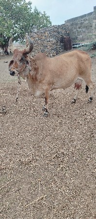 ગાયવેચવાનિછે દશદીનીકાચી
