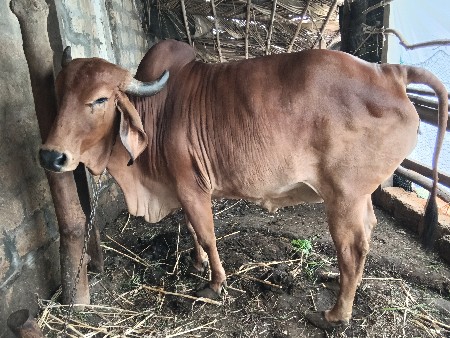 ગાય વેચવાની છે.