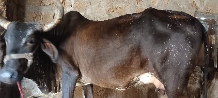 ગાય વેચવાની છે