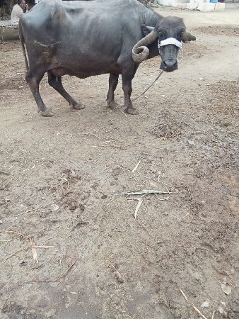 પાંચ મુ વેતર