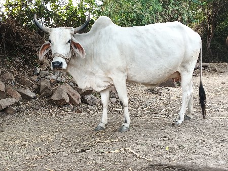 ગાય વેચવાની છે