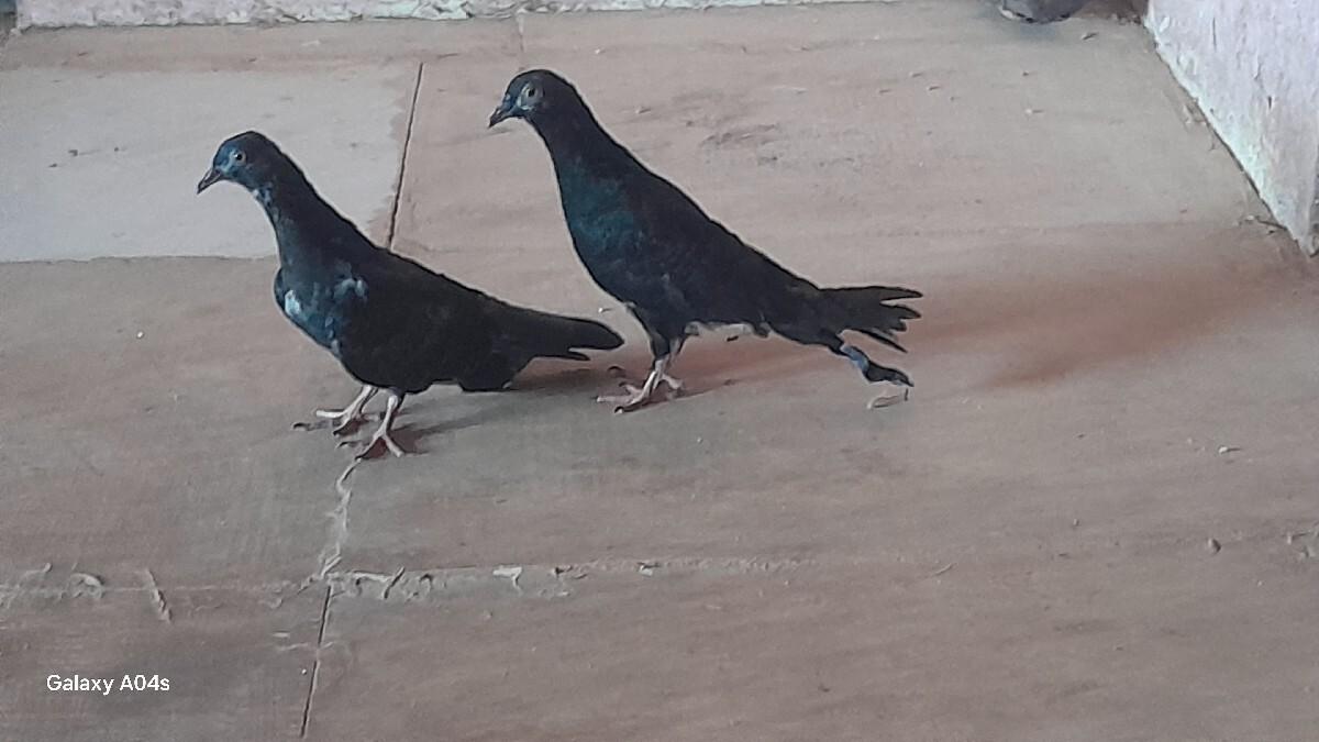 કબૂતર વેચવાના છે