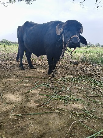 bhesh veshvani se