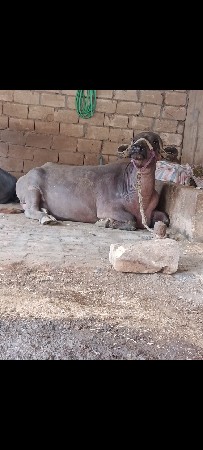 ભેશ