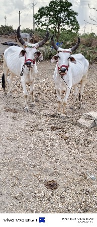 આવાસડા વેચવાના સે