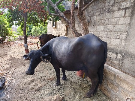ભેંસ વેચવાની છે