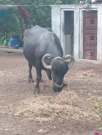 ભેંશ