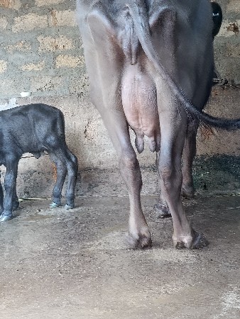 પૅલુ વૅતર ખડૅલી વૅચવાની છૅ