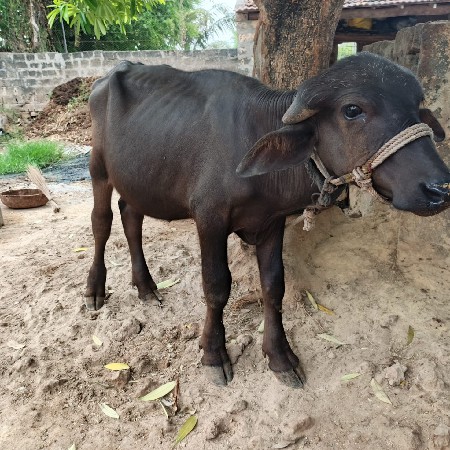 ઓરિજનલ જાફરાબાદી પાડા છે
સારા વેલા