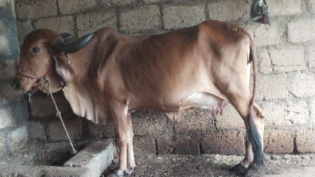 ગીર ગાય વેસવાની સે 
7359005611