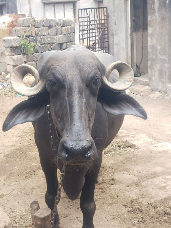 પેલી વેતર છે