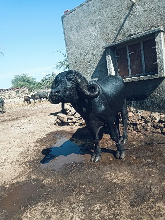 પાડો વેચવાનો છે