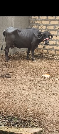 ભેંસ