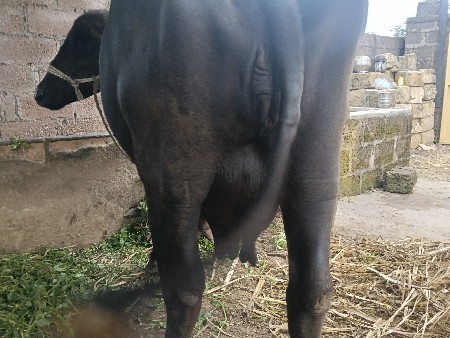 દૂધ .5લિટર