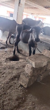 પાડી વેચવાની છે