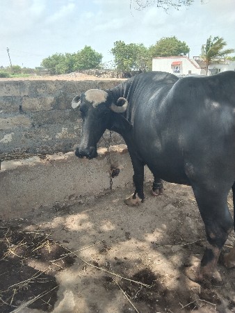 ભેંસ બીજા વેતર