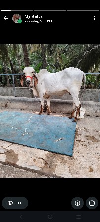 gir vasdi 8 mahina gabhan