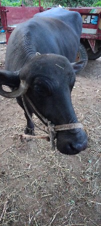 ખડેલિ વેચી દેવાની સે