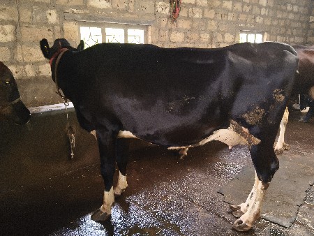 ગાય