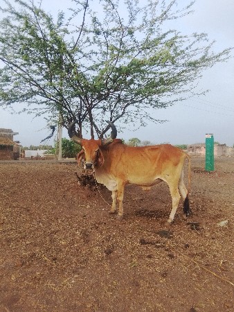 જામનગર જીલ્લો ભાણવડ તાલુકો