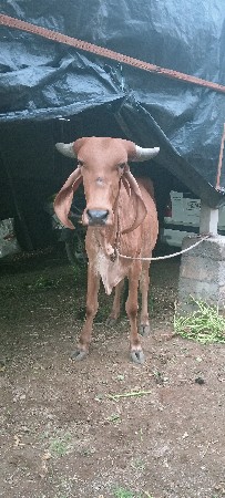 vachdi vechva ni che