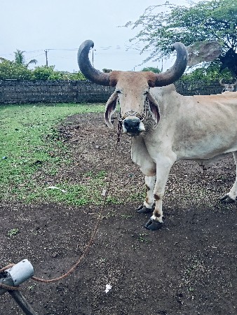 બળદ વેચવાના છે