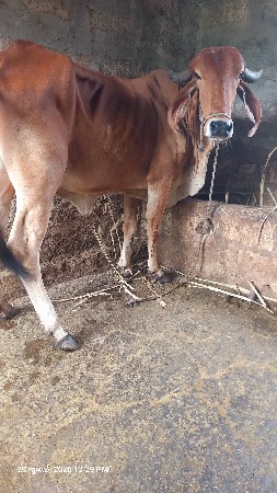 ગીર હોડકા વેચવાના છે