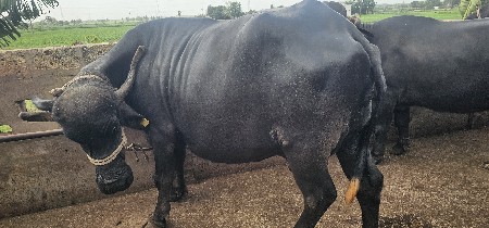 vechvani 6e