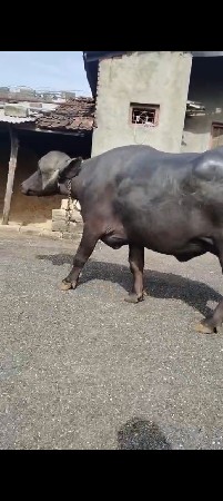 ભેંસ વેચવાની