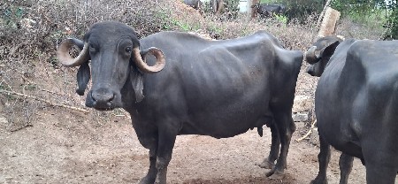 ભેસ વેચવાની છે 3 જૂ વેતર