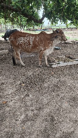 ગાય ૭૦૧૬૧૩૧૧૯૭