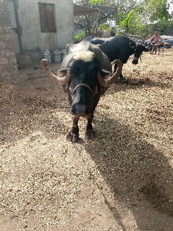 ભેંસ વેચવાની છે