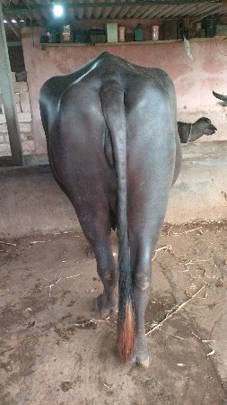 ભેંસ વેચવાની છે