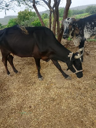 ગાય વેચવાની