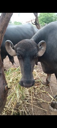 જાફરાબાદી ખડાય છે