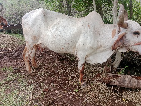 ગાય વેચવાની છે
