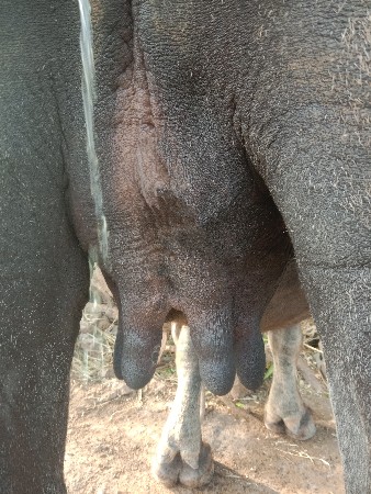 પેલું વેતર