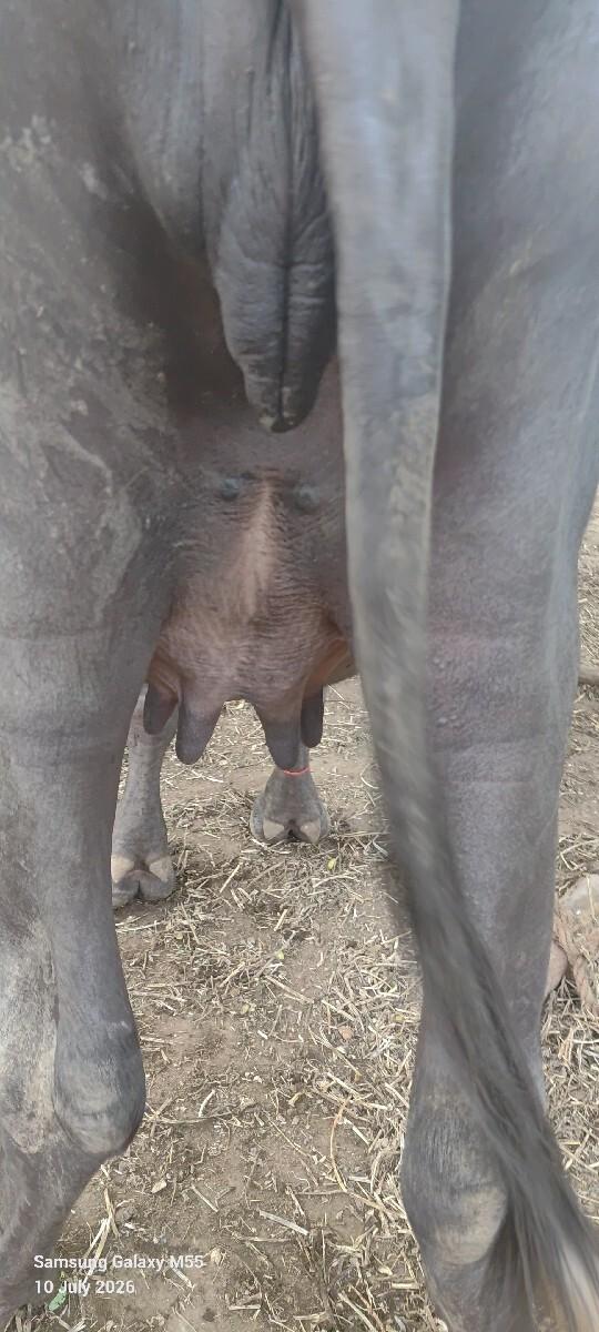 ખડેલી  વેચવાની  છે