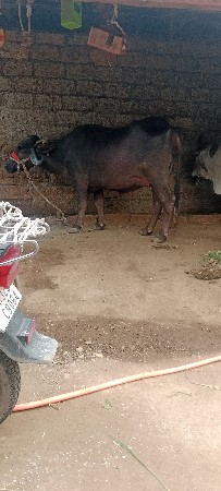ભેશવેશવાનીછેપેલુવેતરદશબારદીની