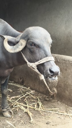 ભેંસ વેચવાની છે