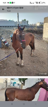 ધોડોવેચવાનૂછે