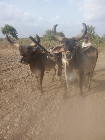 ગોઢલા વેસવાના છે