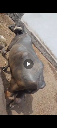 ભેસ વેચવાની છે