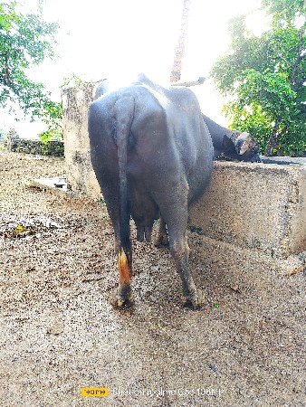 ભેંસ વેસવાની સે