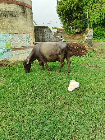 ભેંસ વેચવાની છે
