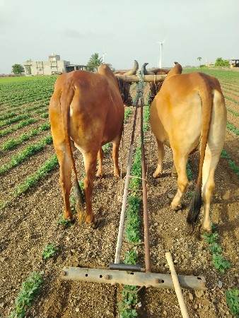 બળદ વેચવાના છે